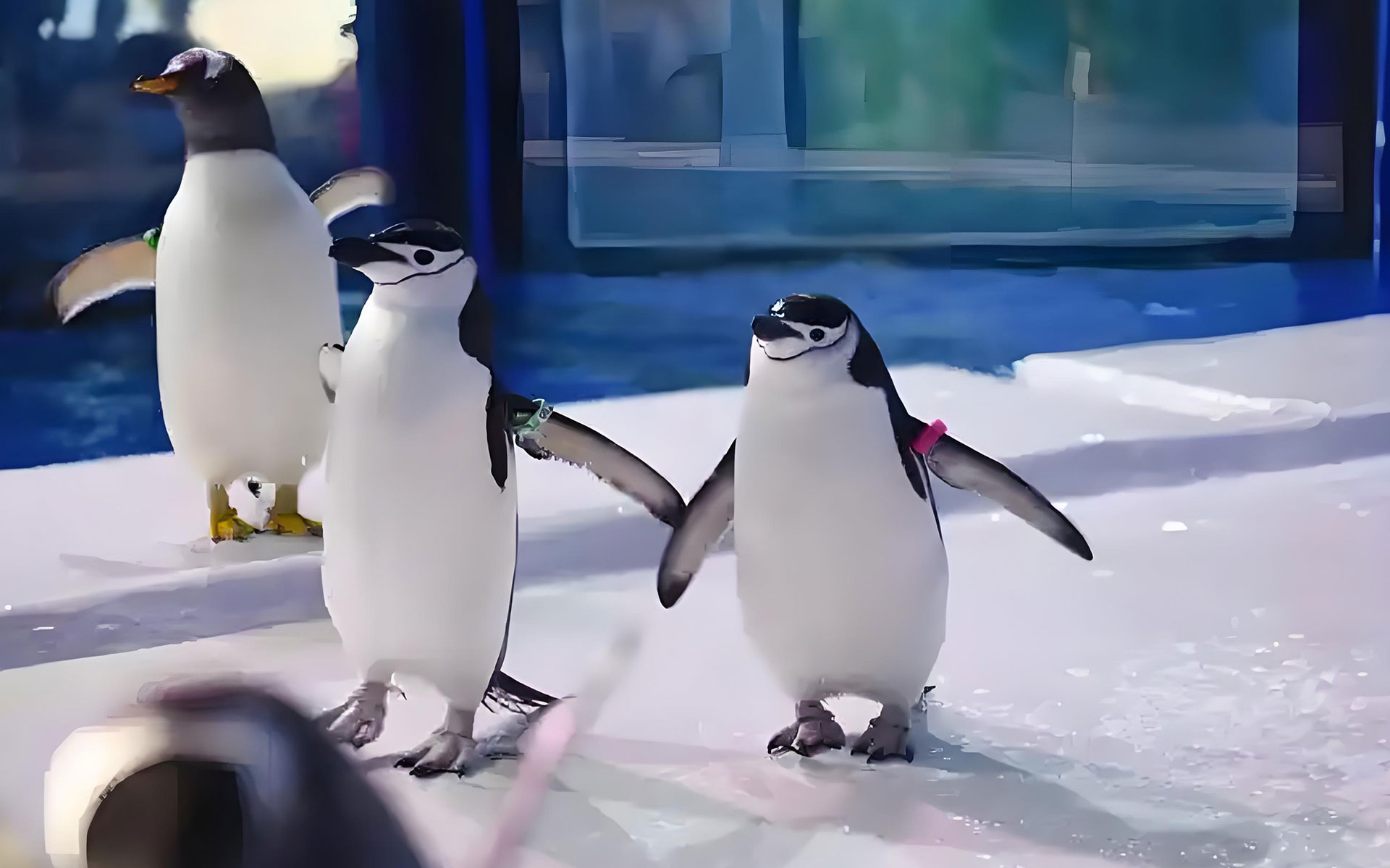 Penguin ice play area with artificial snow and ice features designed for engaging penguin activities in a controlled environment.