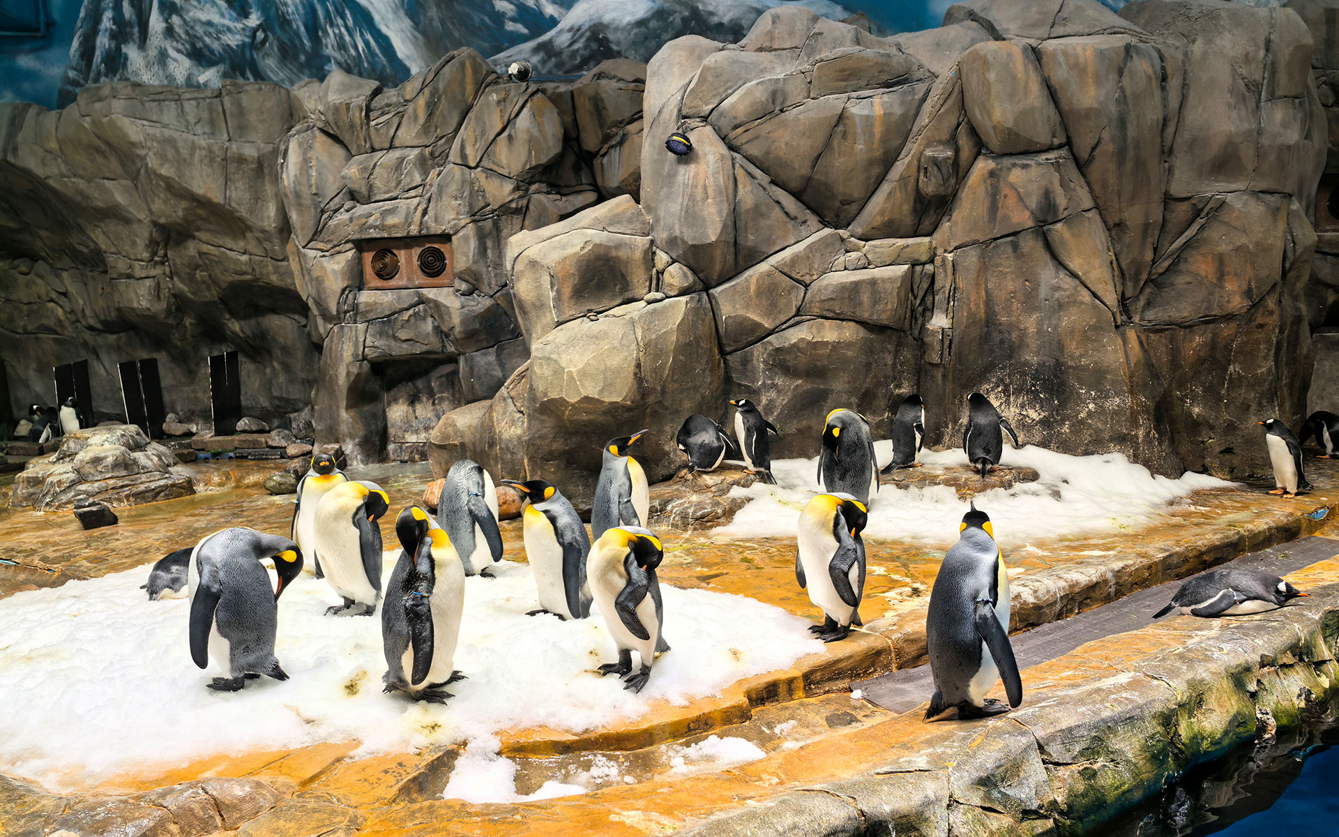 Penguin pavilion with a temperature-controlled ice environment and professional refrigeration solutions for wildlife habitats and visitor attractions.